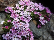 84 Cuscinetto di 'andriosace alpina'...